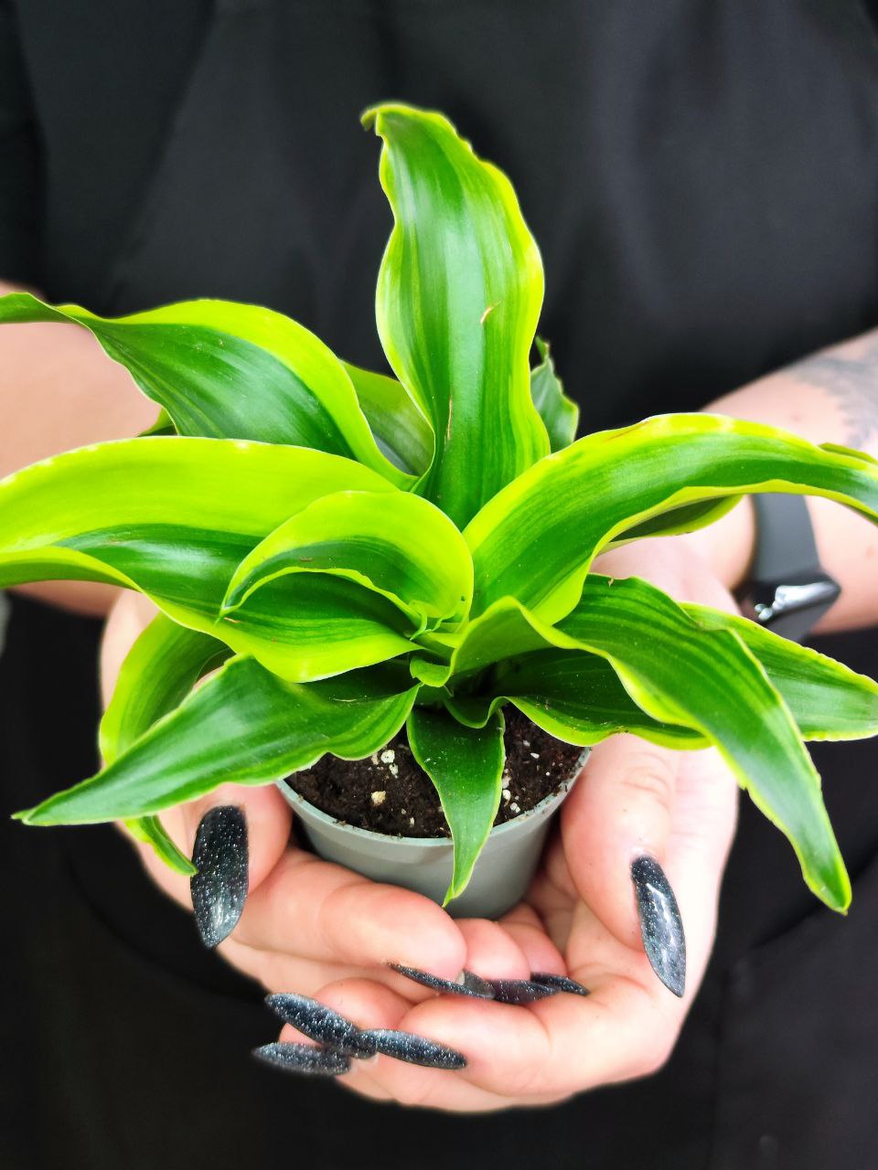Драцена Драгонтри Твист (Dracaena Dragontree Twist) D6см