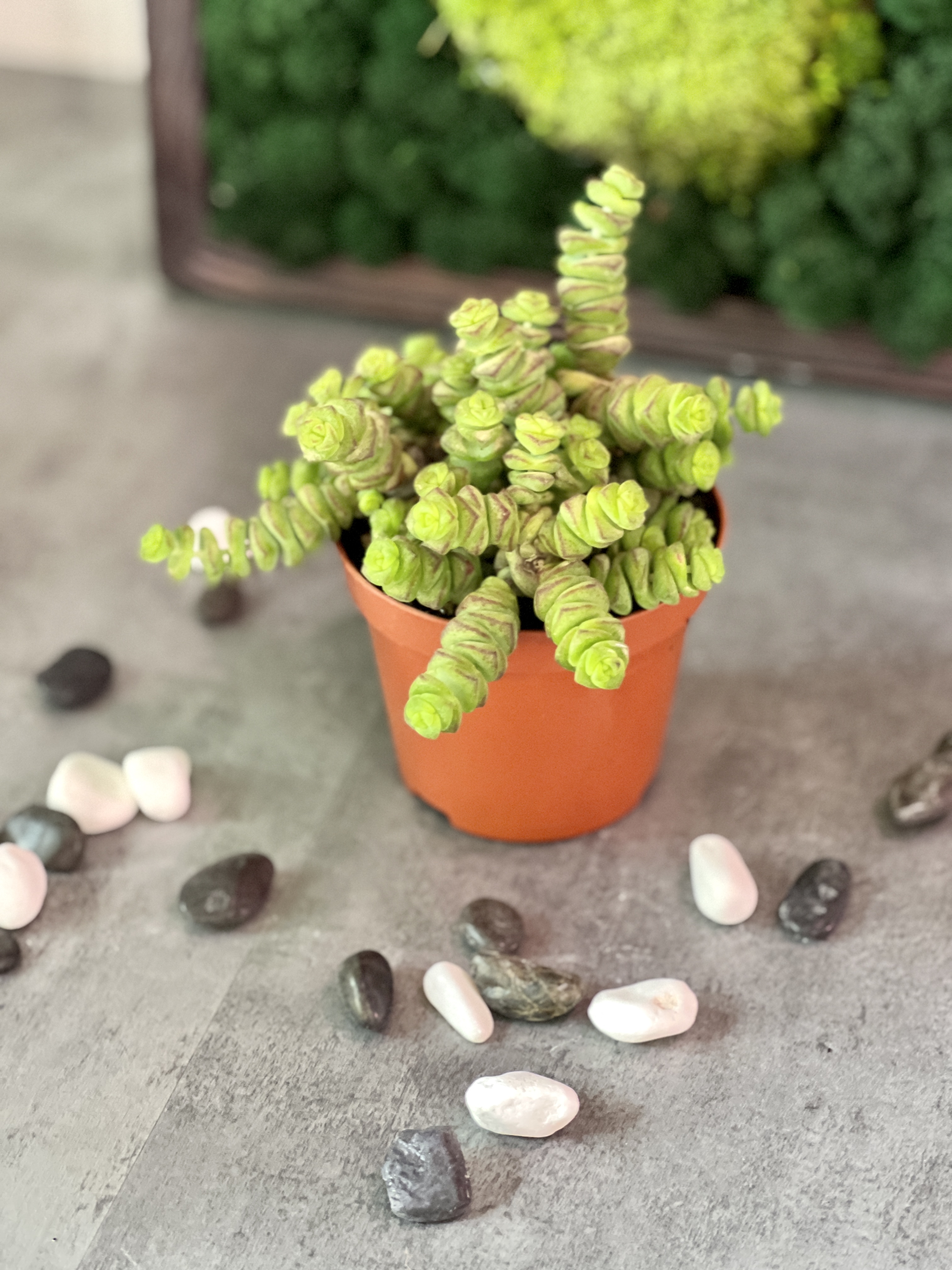Крассула Марнье (Crassula Marneriana) D8см