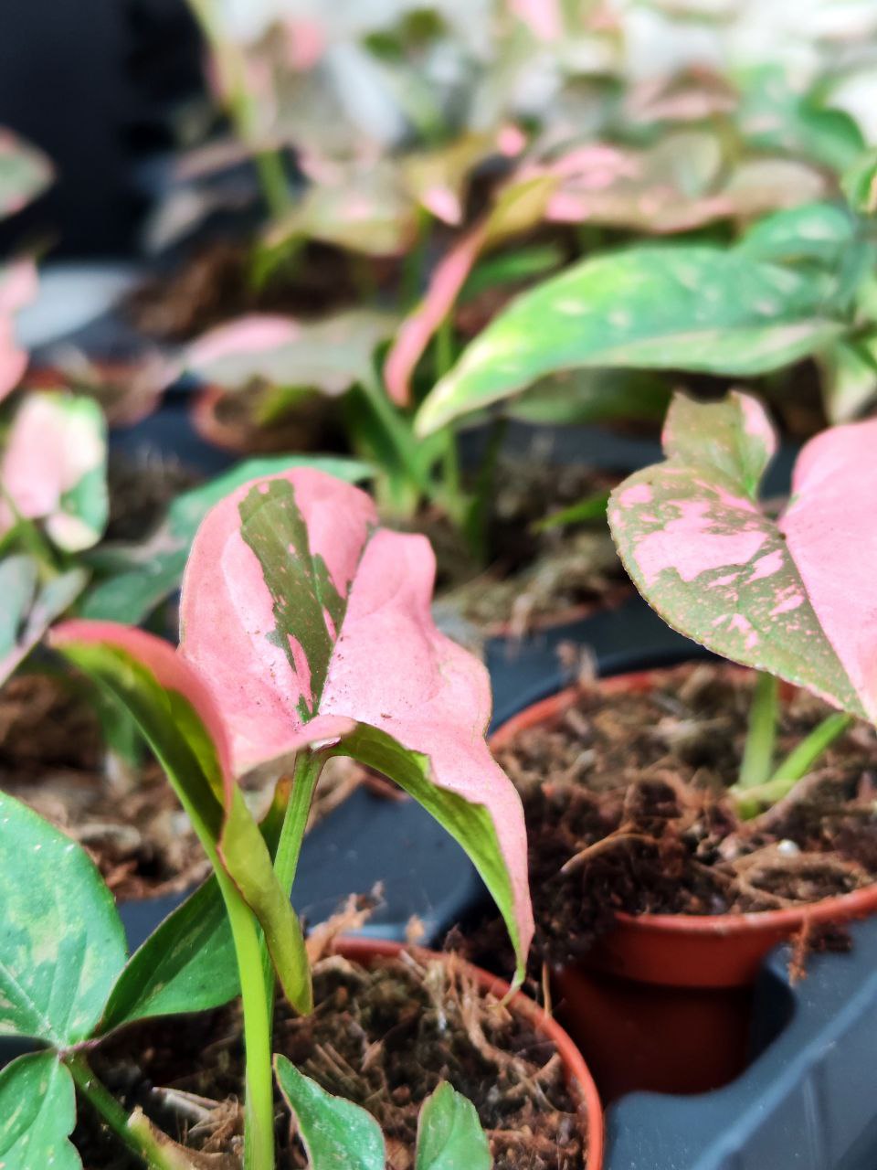 Сингониум Пинк Сплеш (Syngonium Pink Splash) D6см