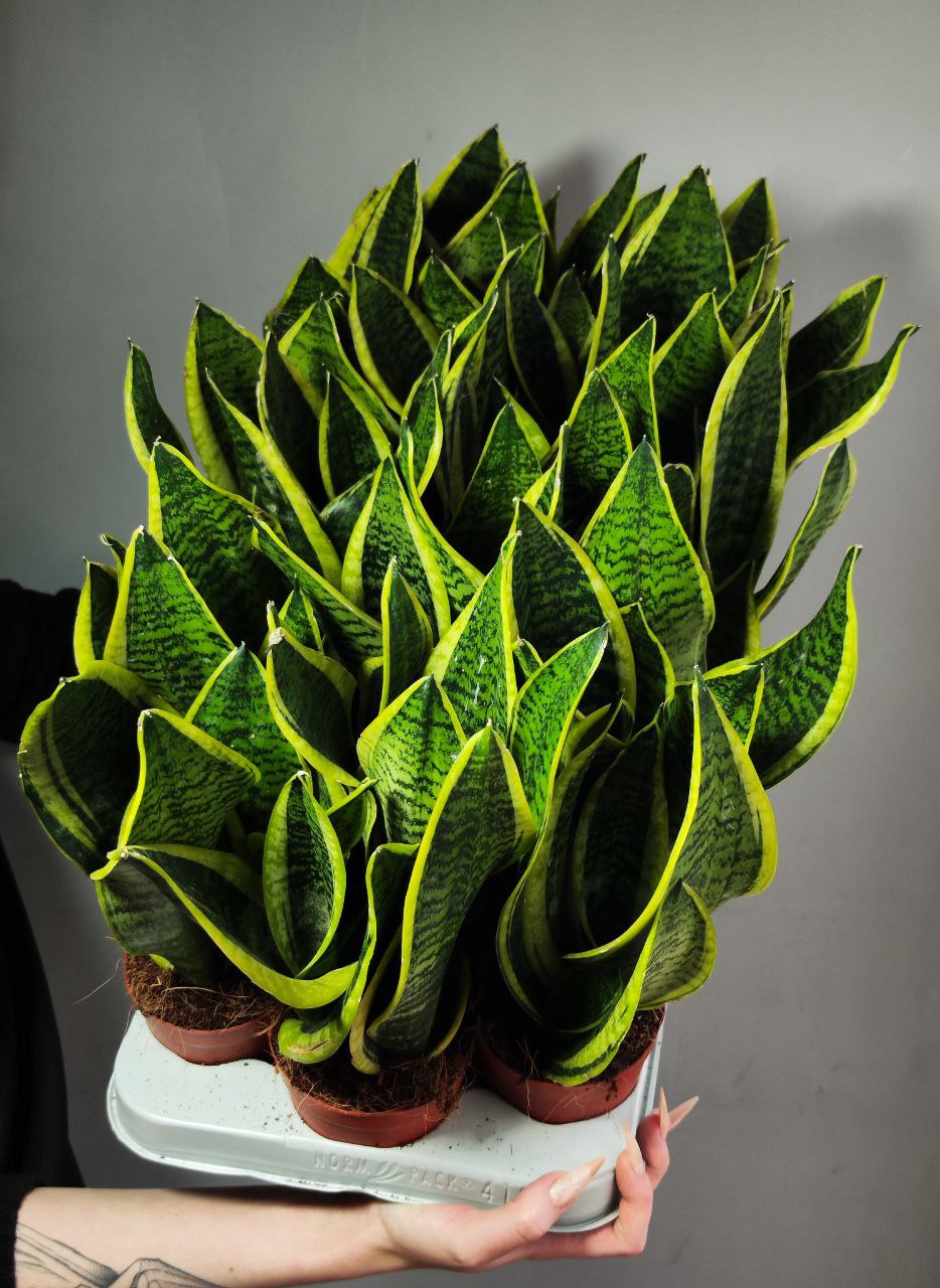 Сансевиерия Футура Суперба (Sansevieria Futura Superba) D9см