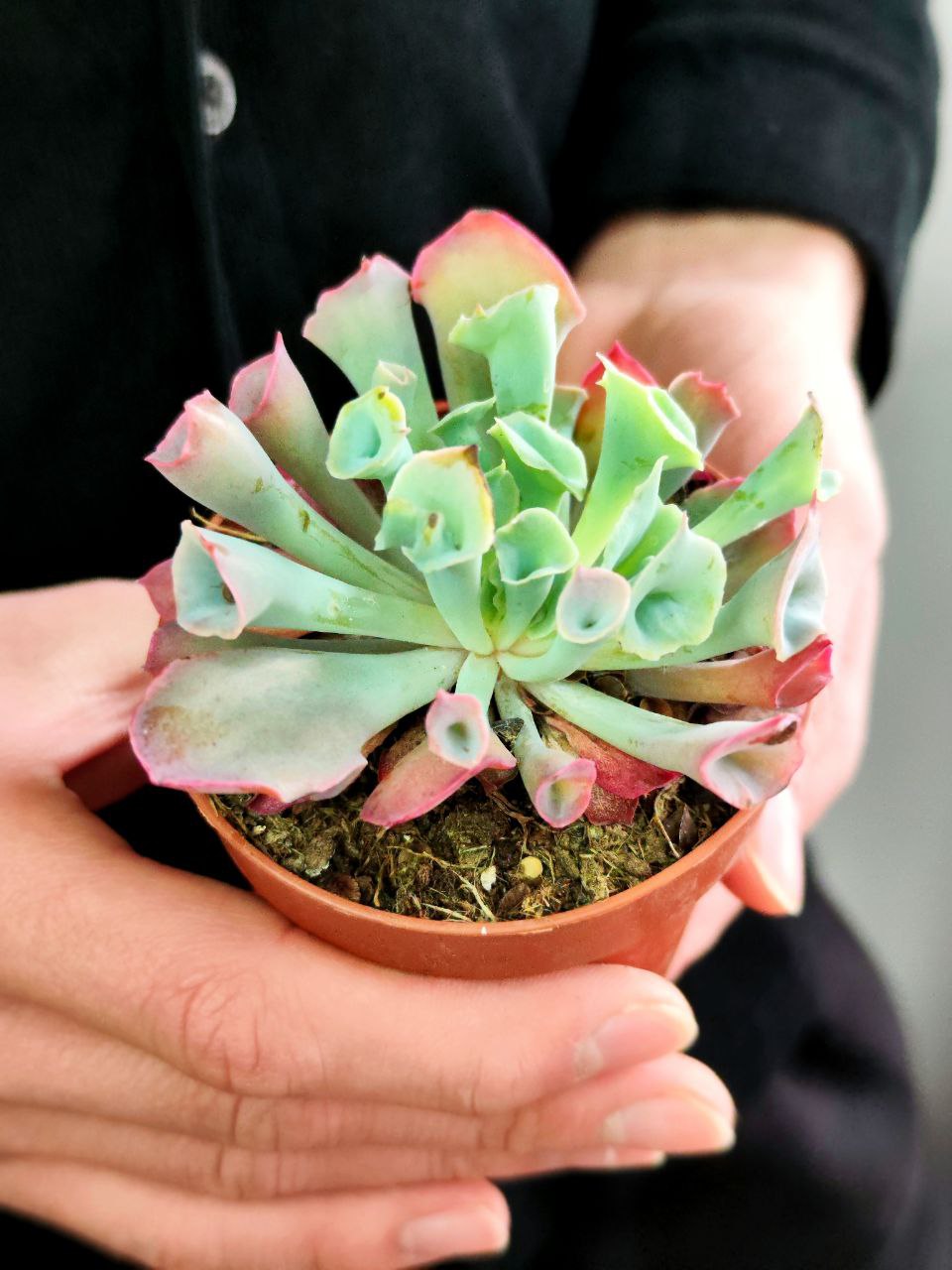 Эхеверия Трампет Пинки (Echeveria Trumpet Pinky) D8,5см
