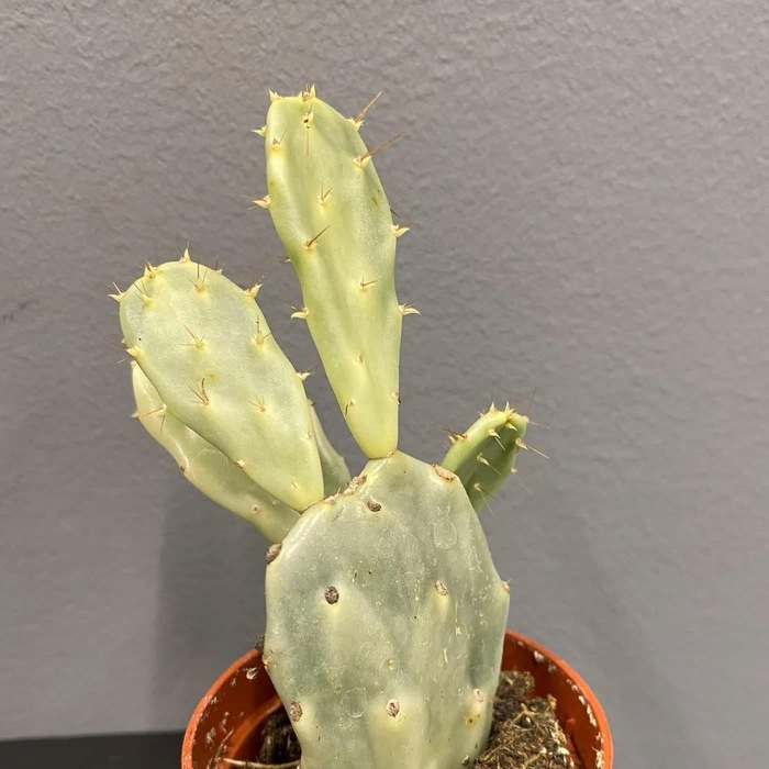 Опунция Крейзи Вайт (Opuntia Crazy White) D6см