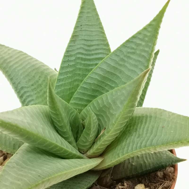 Хавортия Лимифолия Роукс (Haworthia Limifolia Roux) D5см