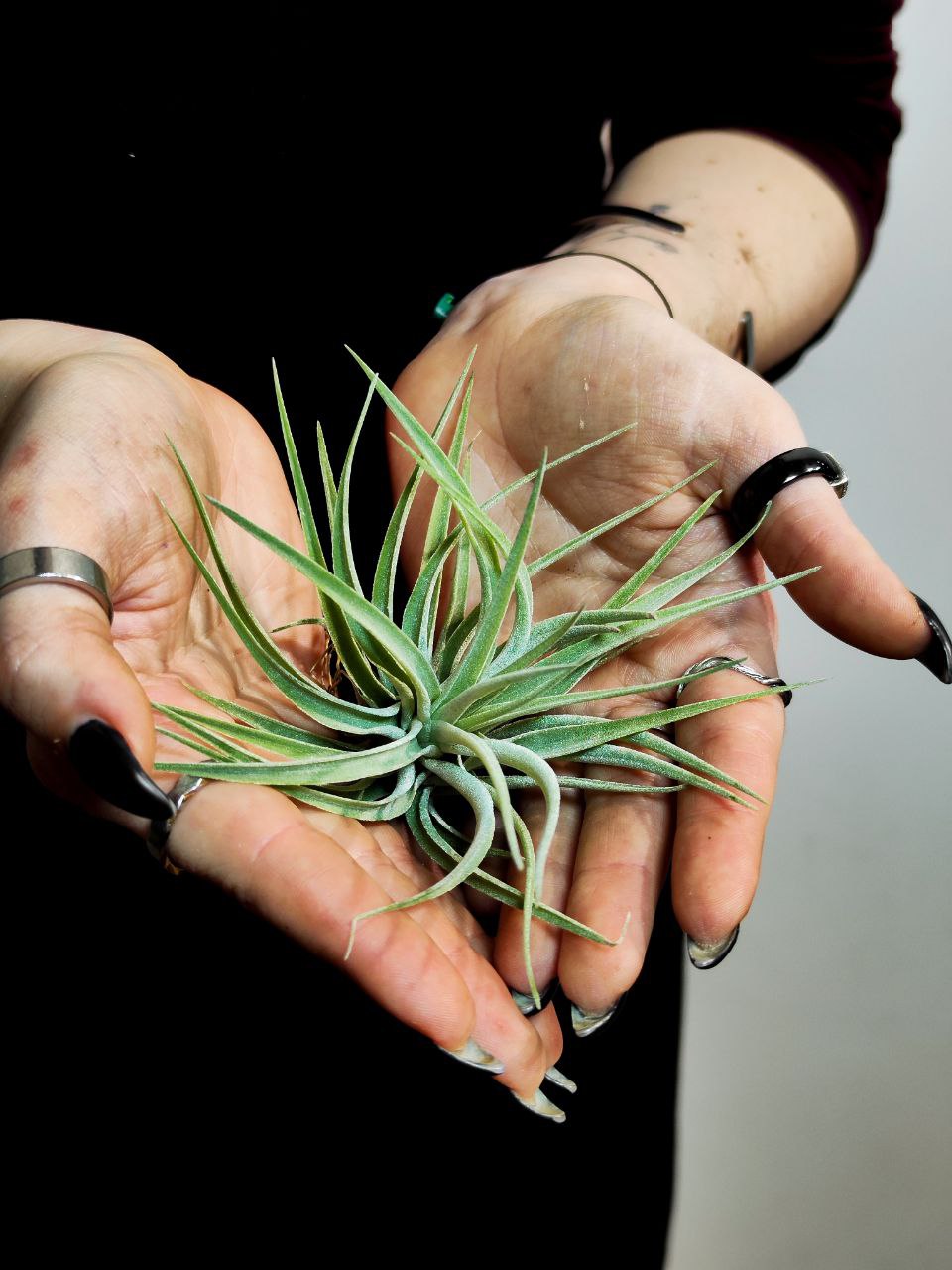 Тилландсия Кати (Tillandsia Kathy)