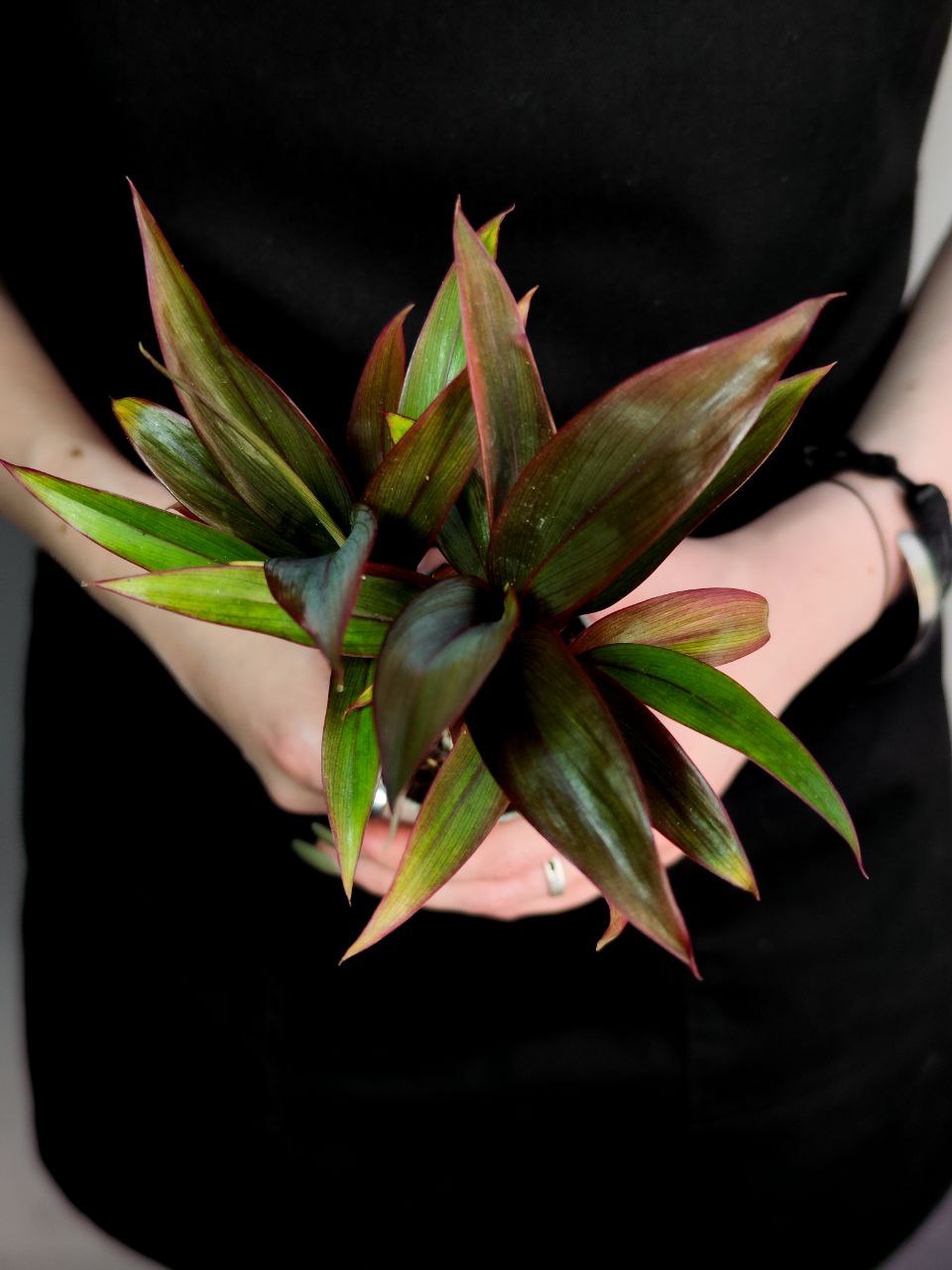 Пальма Кордилина Фрутикоза Пурпл Компакта (Cordyline Fruticosa Purple Сompacta) D6см