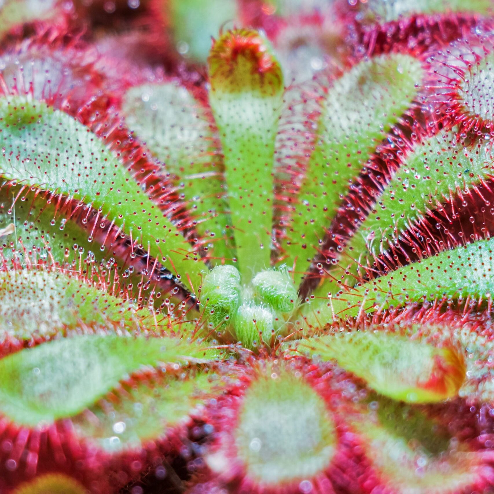 Росянка Алисия (Drosera Aliciae) D9см