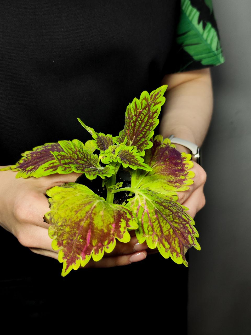 Колеус Мэджик (Coleus Magic) D6см