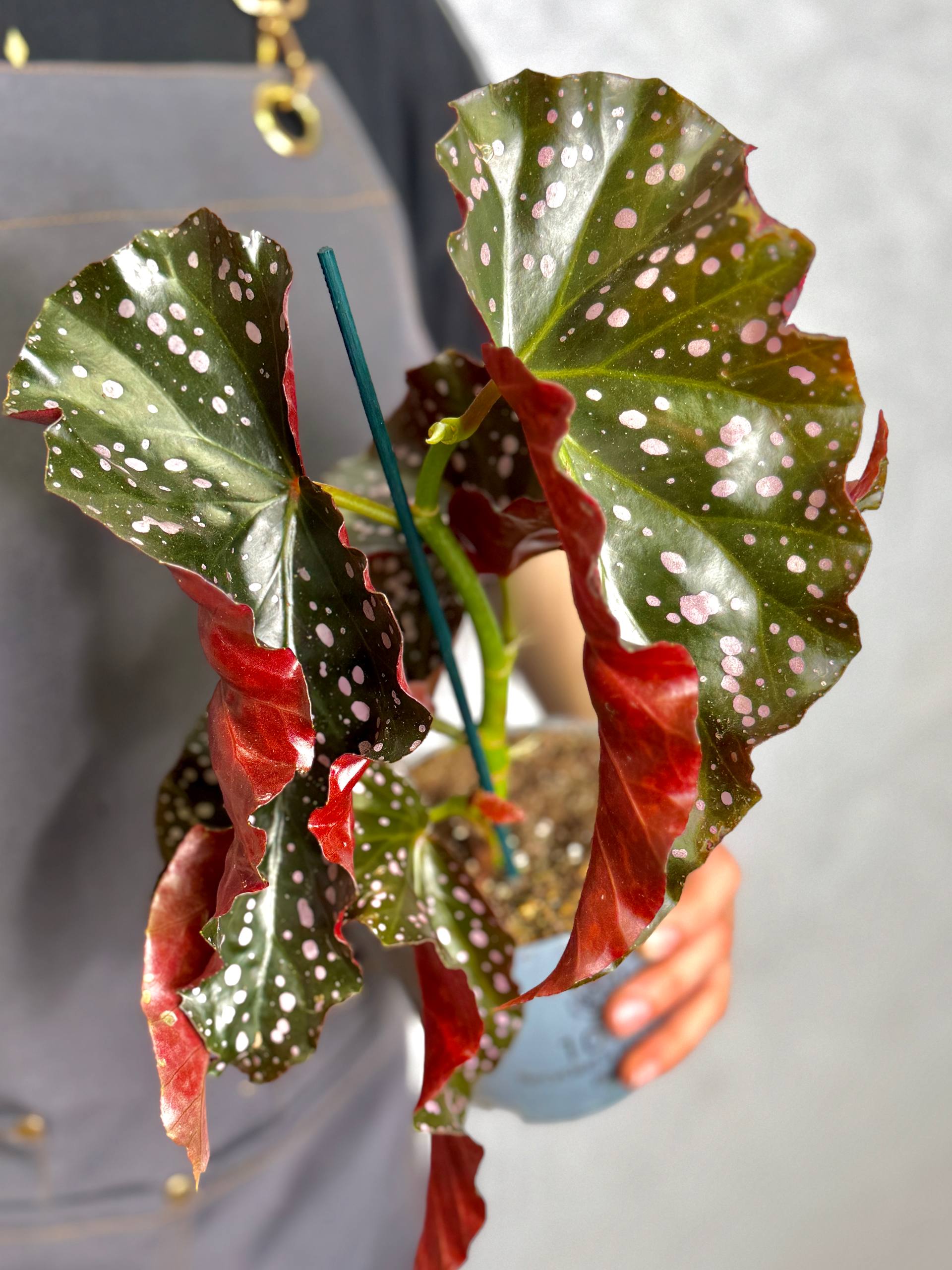 Бегония Краклин Рози (Begonia Cracklin Rosie) D12см