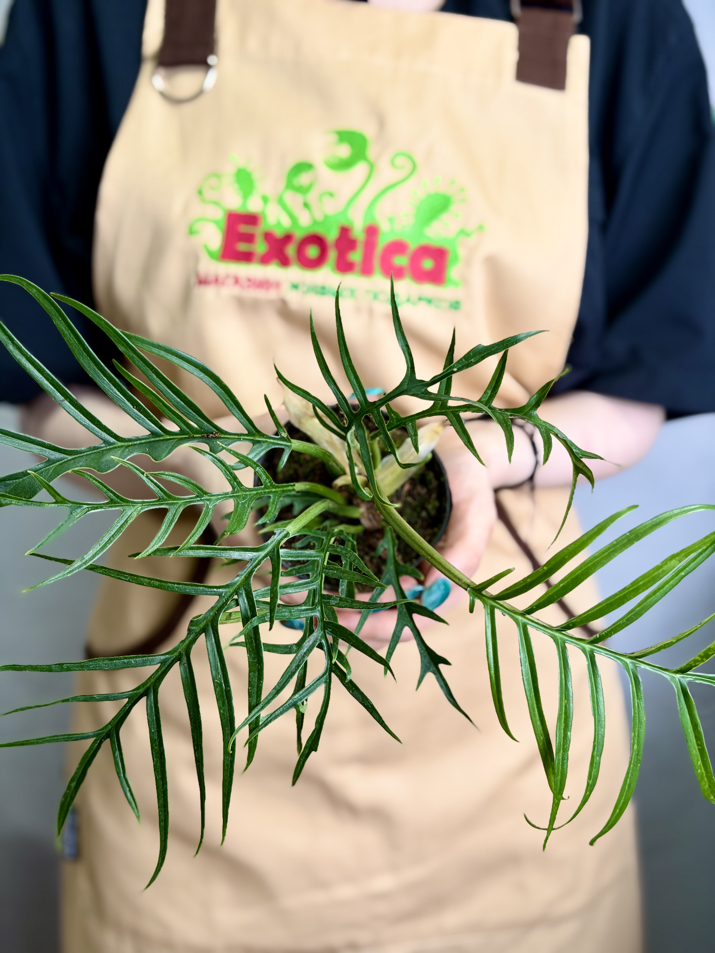 Филодендрон Элеганс Тортум (Philodendron Tortum) D11см