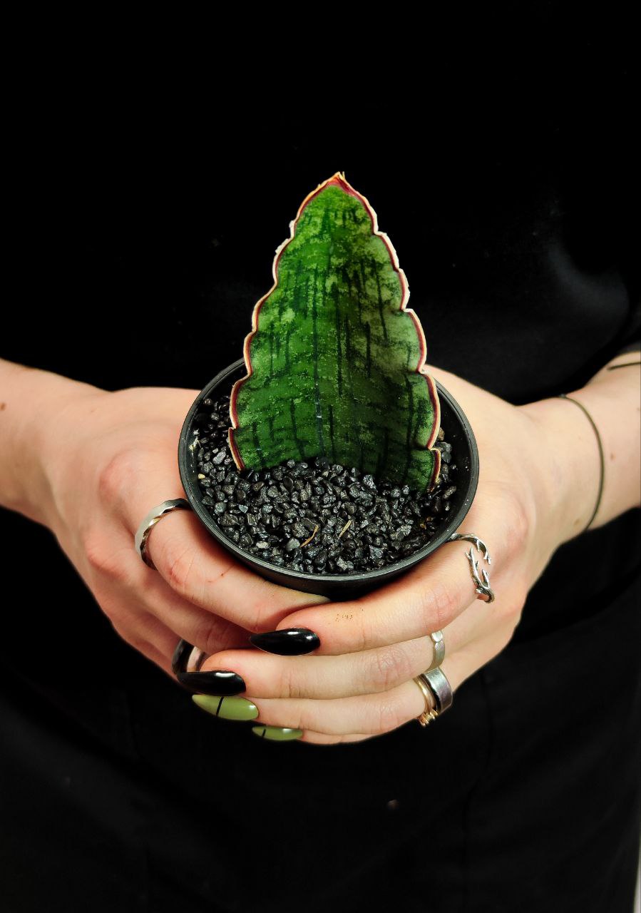 Сансевиерия Стар Грин, Мини Лист (Sansevieria Star Green) D7,5см