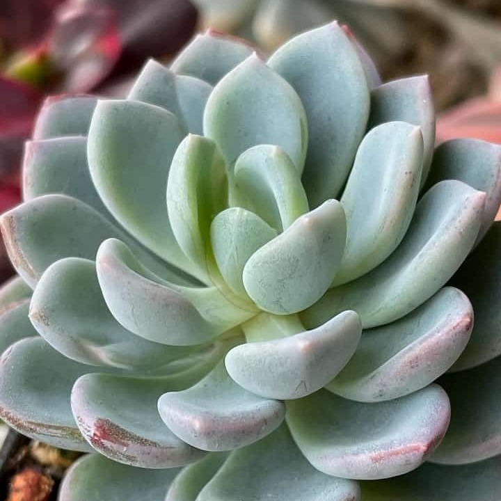 Пахиверия Клавата (Pachyveria Clavata) D5см
