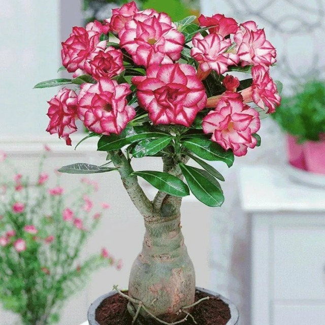 Адениум Тучный, или Обесум уцен. (Adenium Obesum) D10см