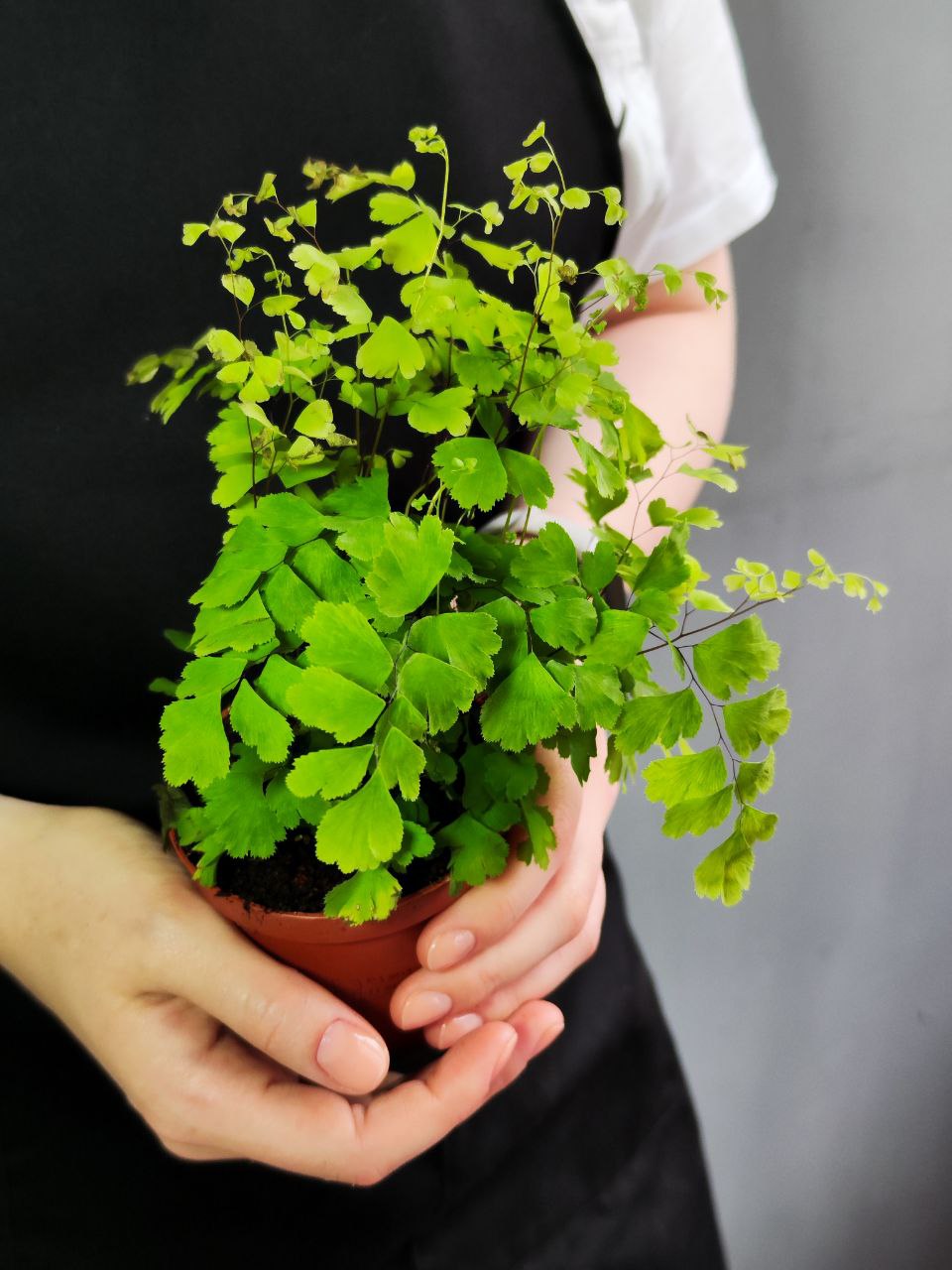 Адиантум Фрагранс, или Курчавый Папоротник (Adiantum Fragrans) D8,5см