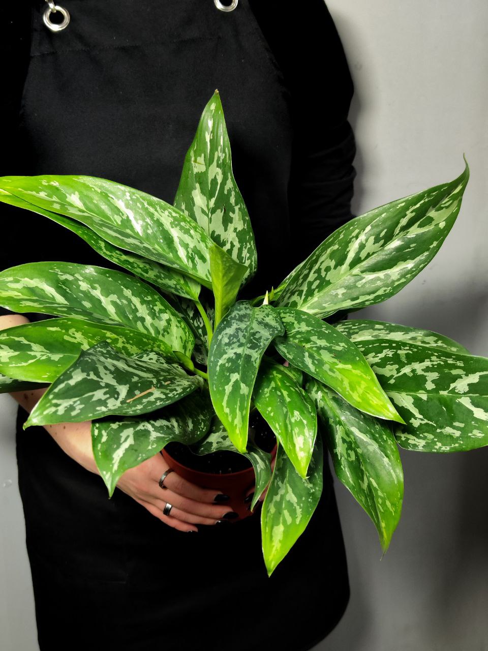 Аглаонема Сильвер Сплэш (Aglaonema Silver Splash) D12см