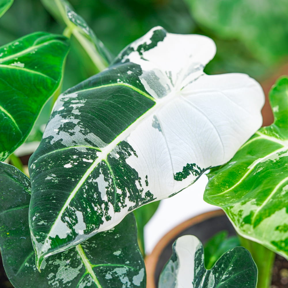 Алоказия Мишольца Фрайдек Вариегатная (Alocasia Frydek Variegata) D6см
