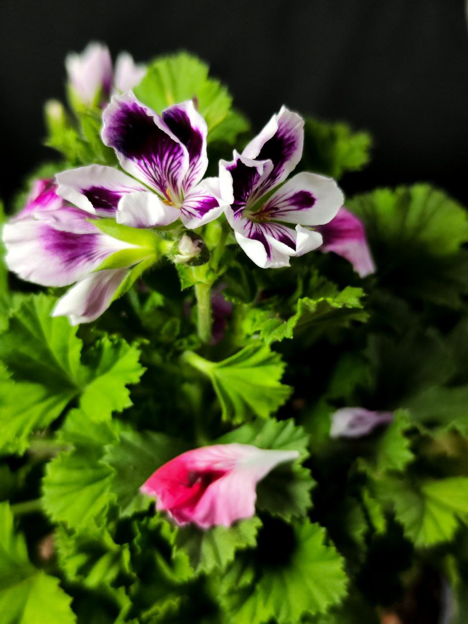 Герань, или Пеларгония Крупноцветковая (Pelargonium Grandiflorum) D12см