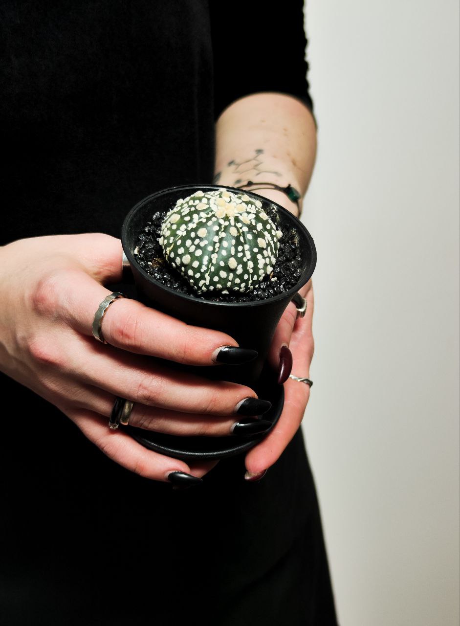 Астрофитум Супер Кабуто (Astrophytum Super Kabuto) D5см