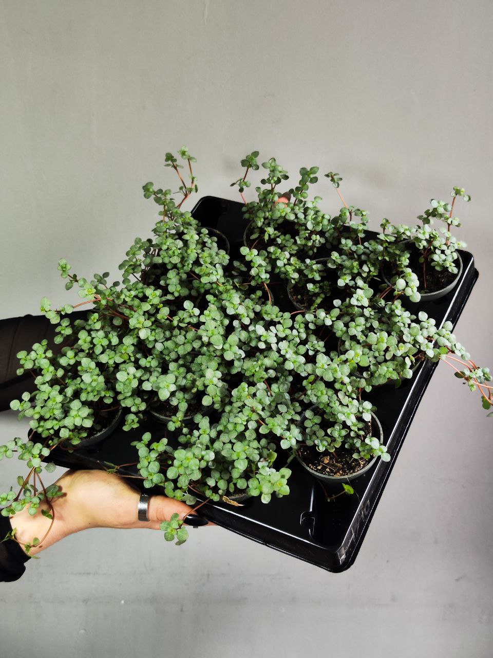 Пилея Глаукофилла Грейзи (Pilea Glaucophylla Greyzy) D6см