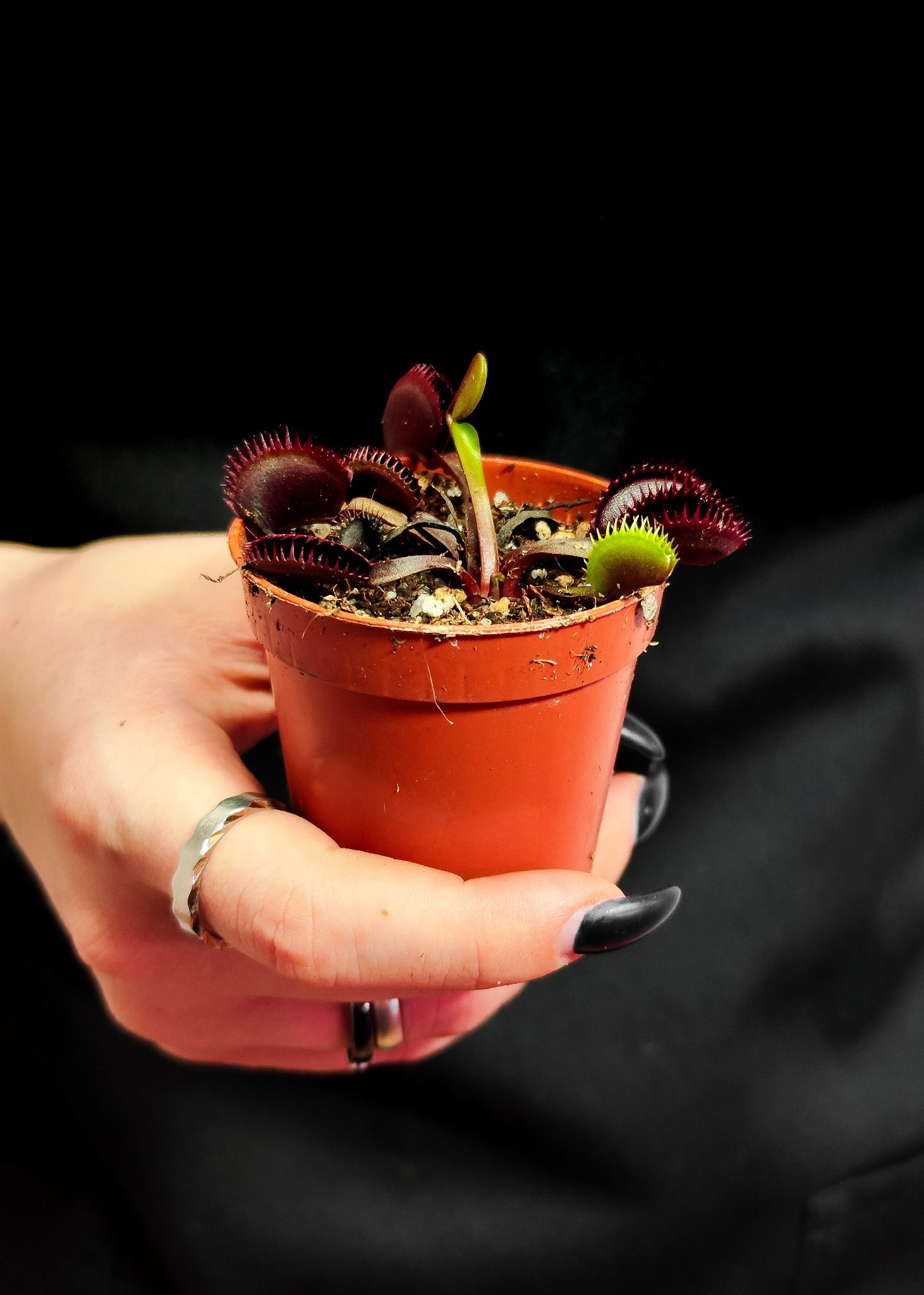 Венерина Мухоловка "Зубья Красной Акулы" (Dionaea Muscipula "Red Shark Teeth") D6см