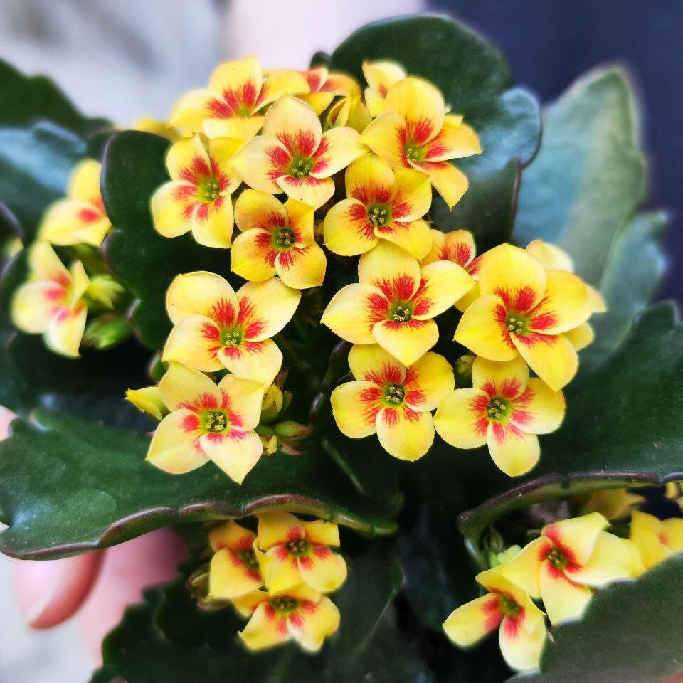 Каланхоэ Розалина Микс (Kalanchoe Rosalina Mix) УЦЕНКА