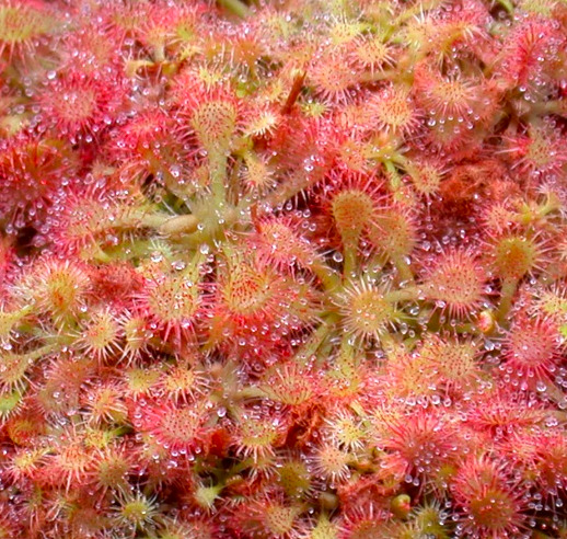 Семена Росянки Pretty Rosette (Drosera Pretty Rosette) от 25 шт