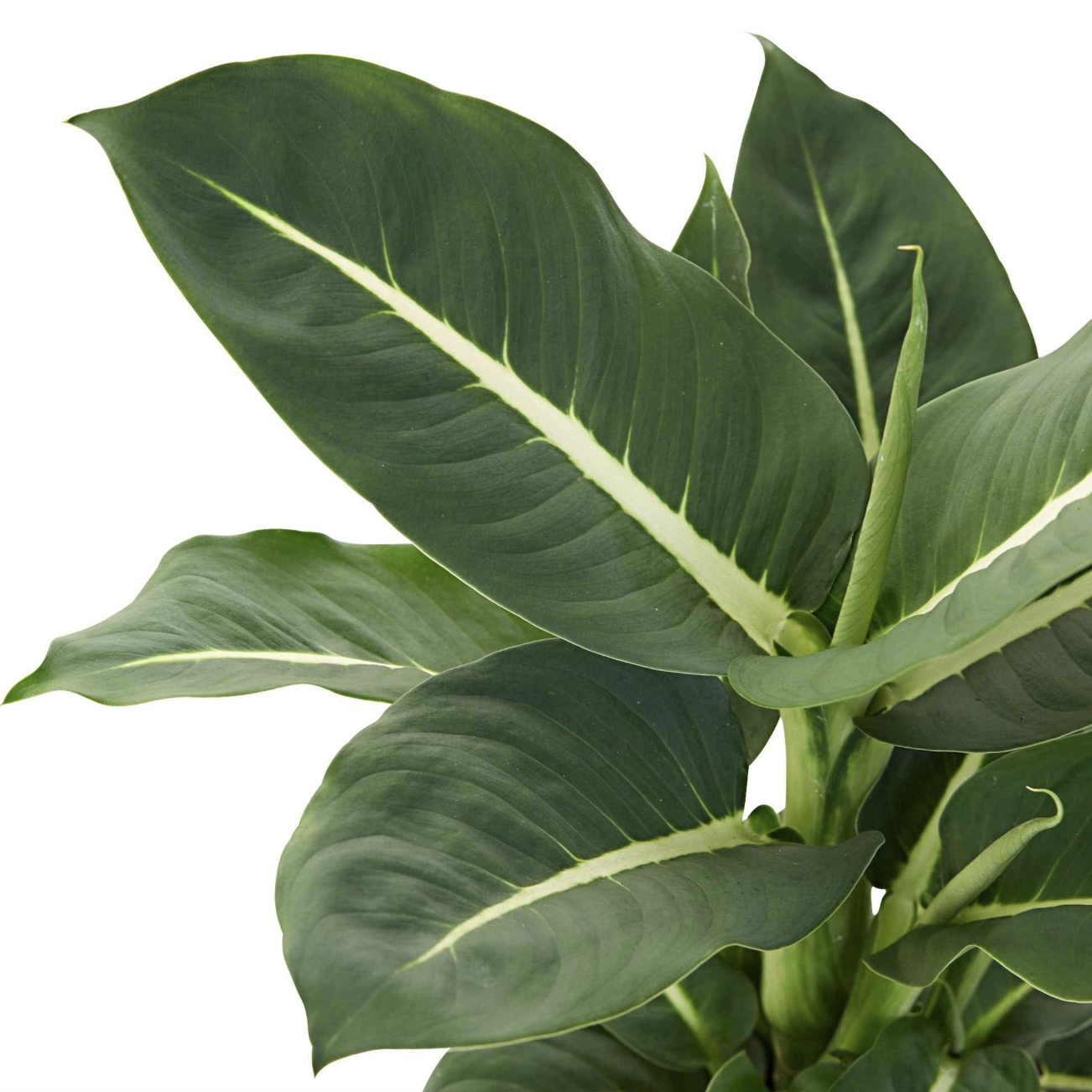 Диффенбахия Грин Мэджик (Dieffenbachia Green Magic) D6см