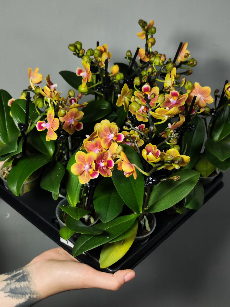 Орхидея Фаленопсис Персиковая (Phalaenopsis Multiflora) D6см