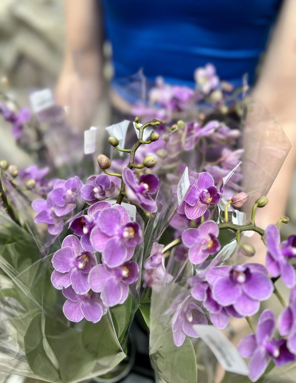 Орхидея Фаленопсис Мини Светло - Фиолетовая (Phalaenopsis Multiflora) D6см