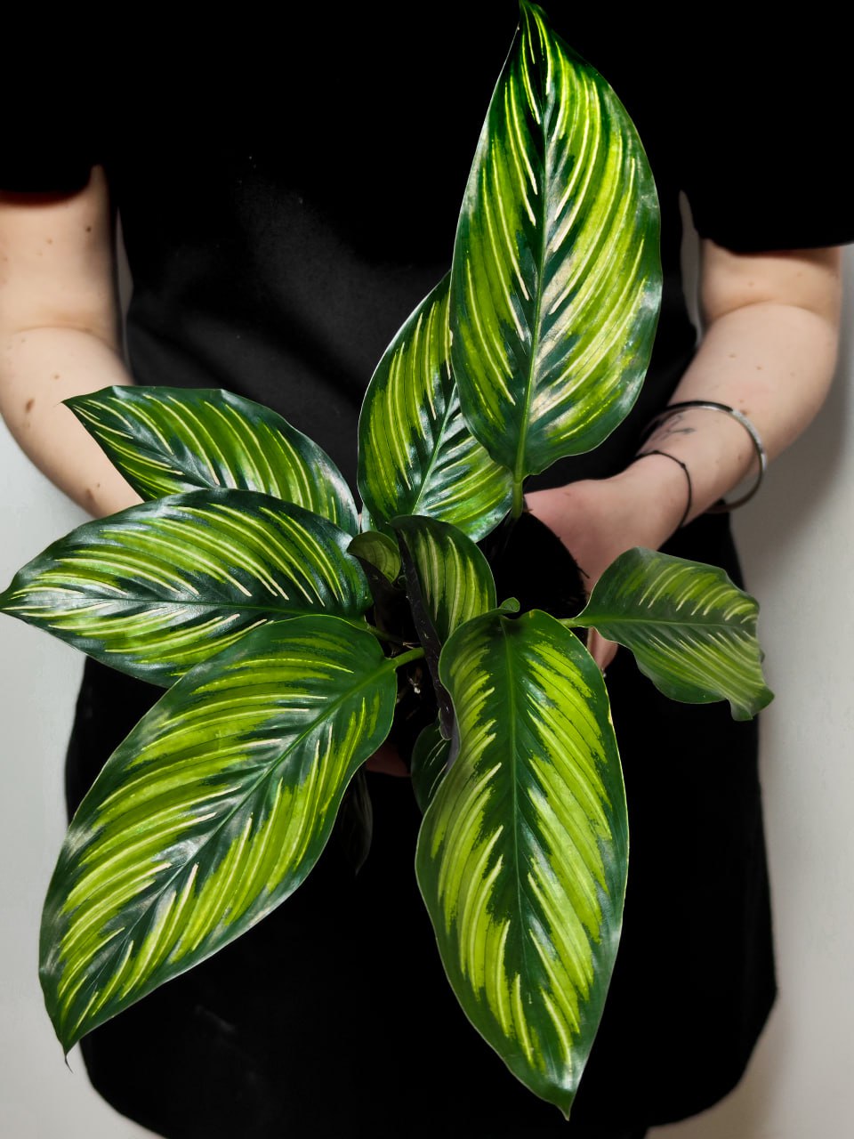 Калатея Бьюти Стар (Calathea Beauty Star) D11 см