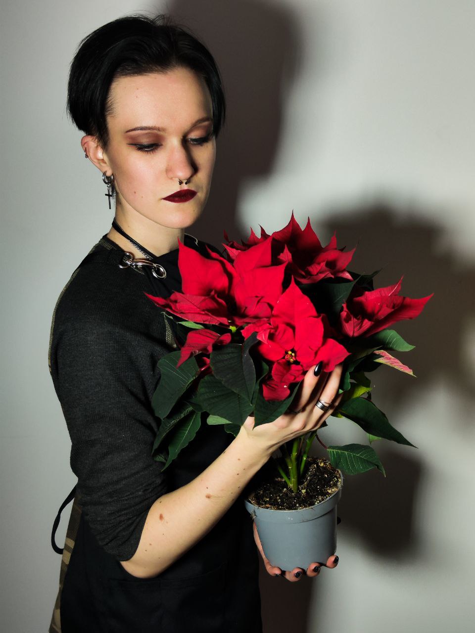 Пуансеттия Фрея Красная (Poinsettia Freya Red) D13см