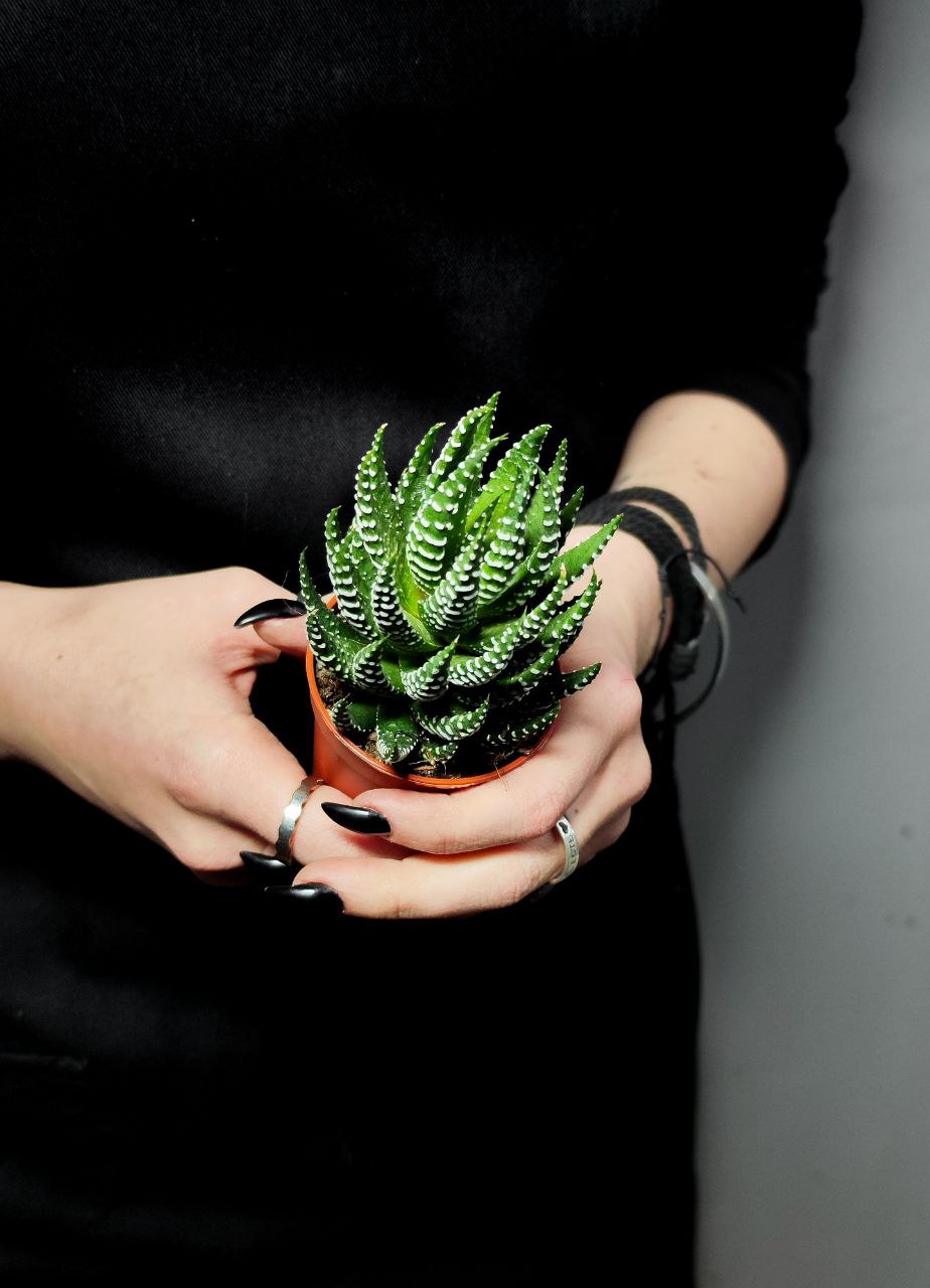 Хавортия Рейнвардта (Haworthia Reinwardtii) D5см