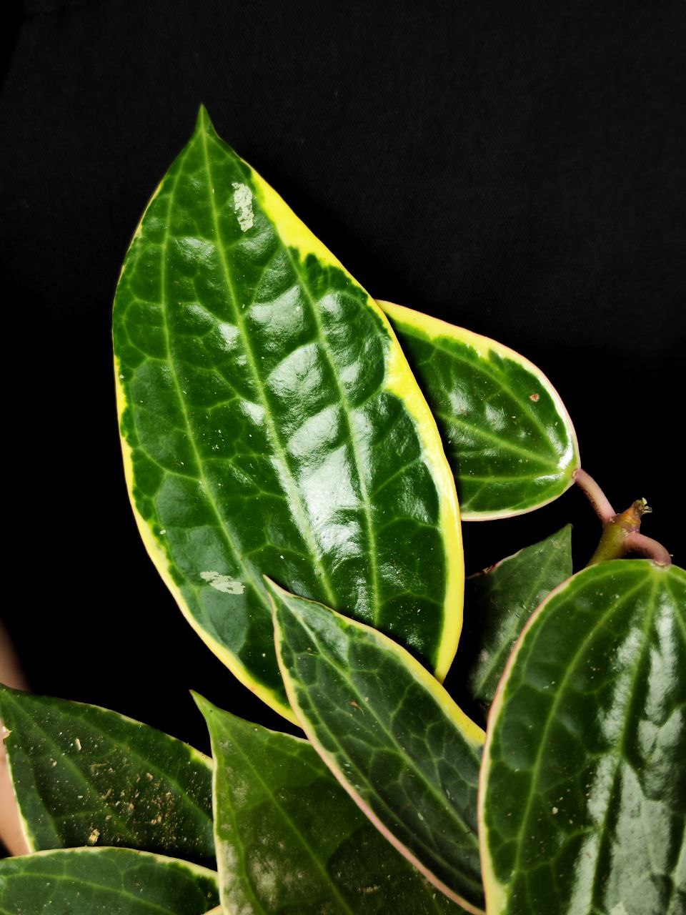 Хойя Макрофилла Альбомаргината (Hoya Macrophylla Albomarginata) D10см