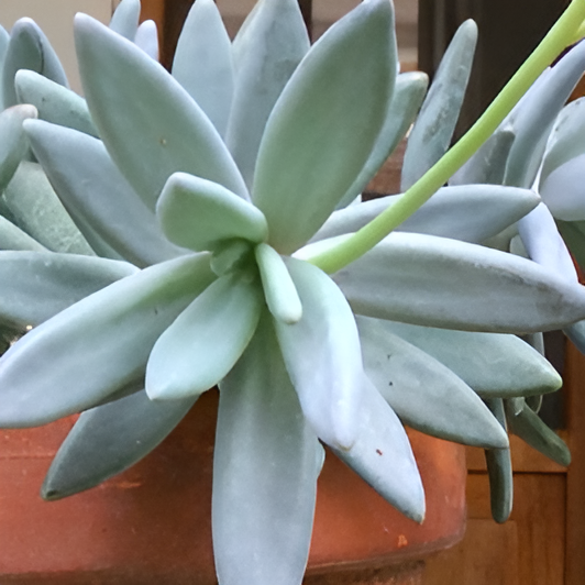 Пахифитум Контрерас (Pachyphytum Сontrerasii) D5см