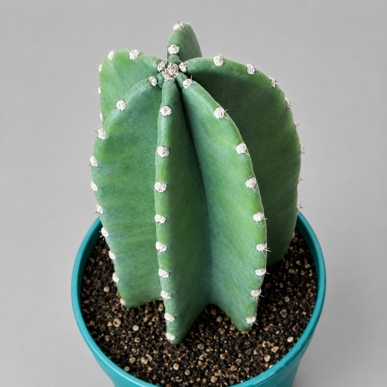 Китайский Цереус, Кактус Cанзанг (Cactus Sanzang) D11см