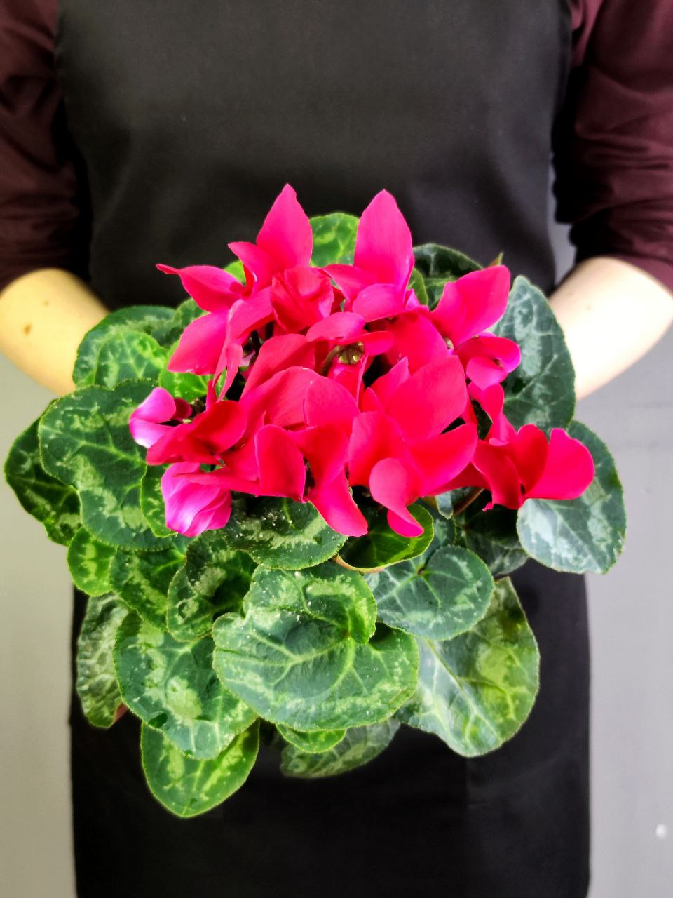 Цикламен Европейский Фуксия (Cyclamen Europaeum Fuchsia) D12см