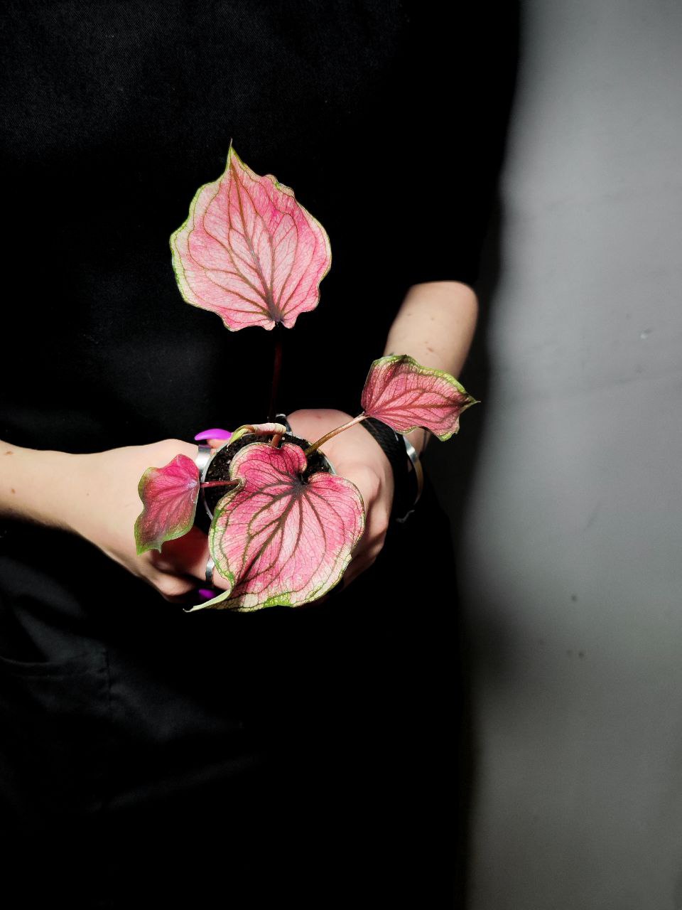 Каладиум Люси (Caladium Lucia) D6см