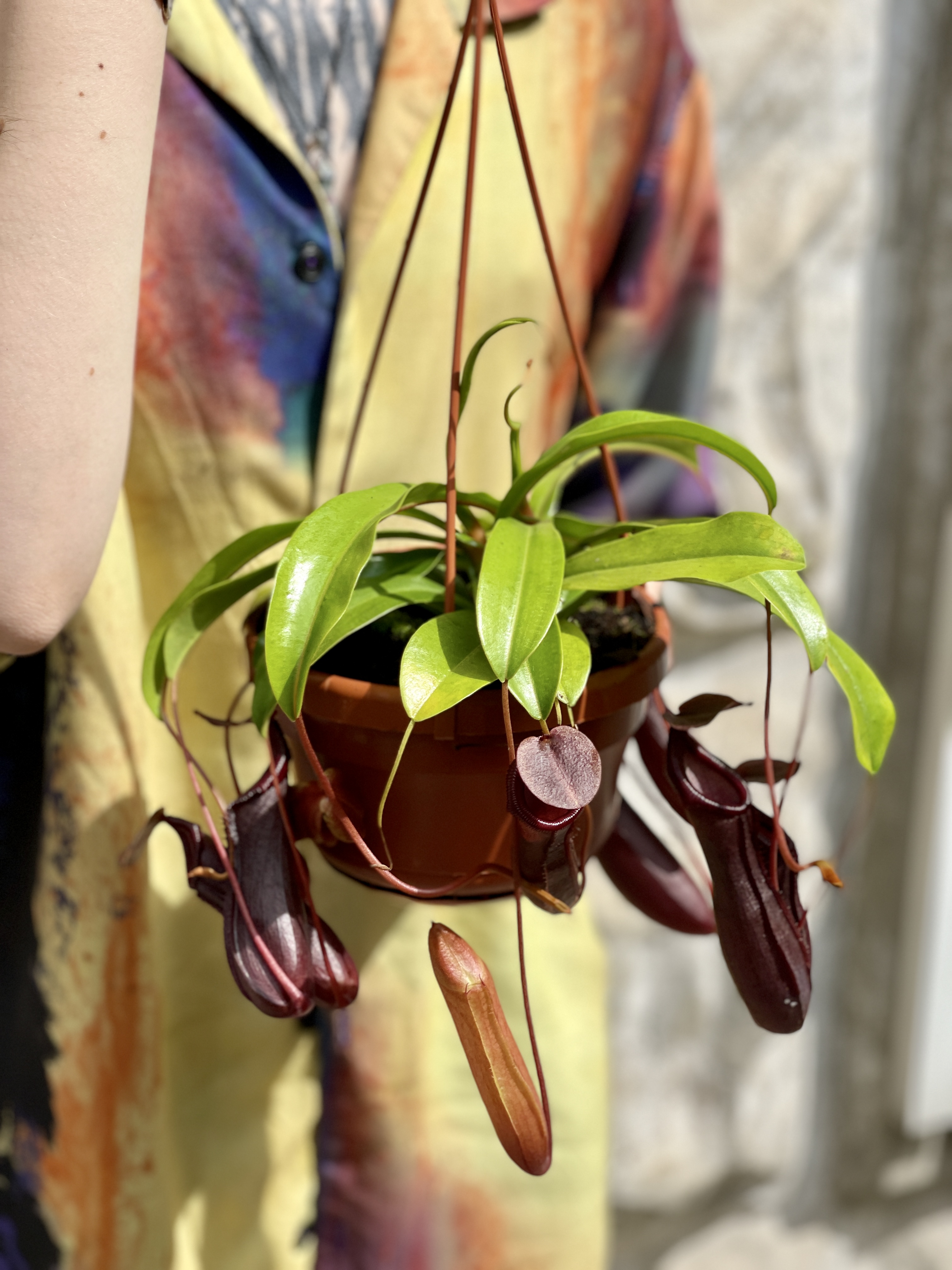 Непентес Алата (Nepenthes Alata) D14см в подвесном кашпо