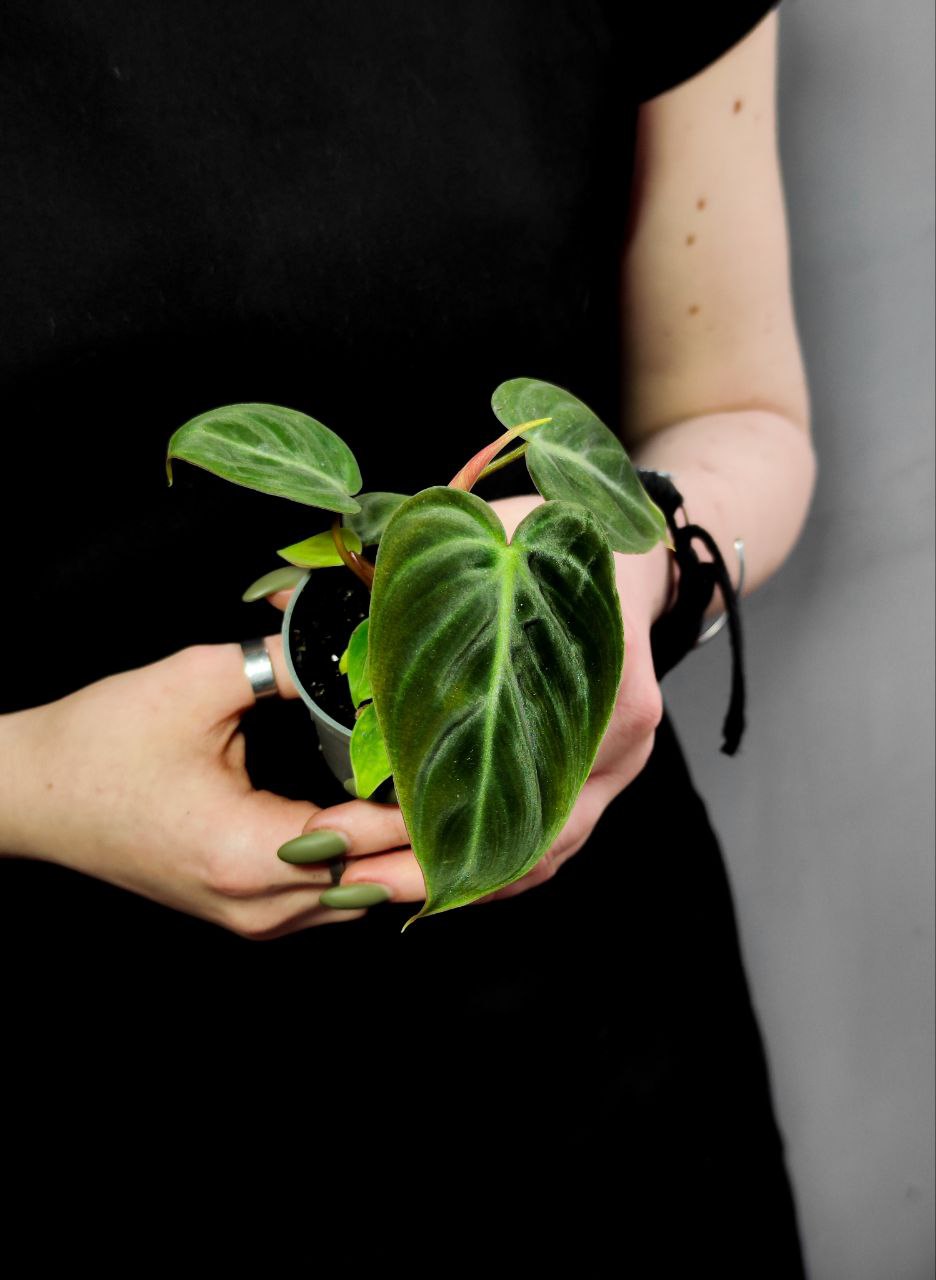 Филодендрон Эль Чоко Ред (Philodendron El Choco Red) D6см