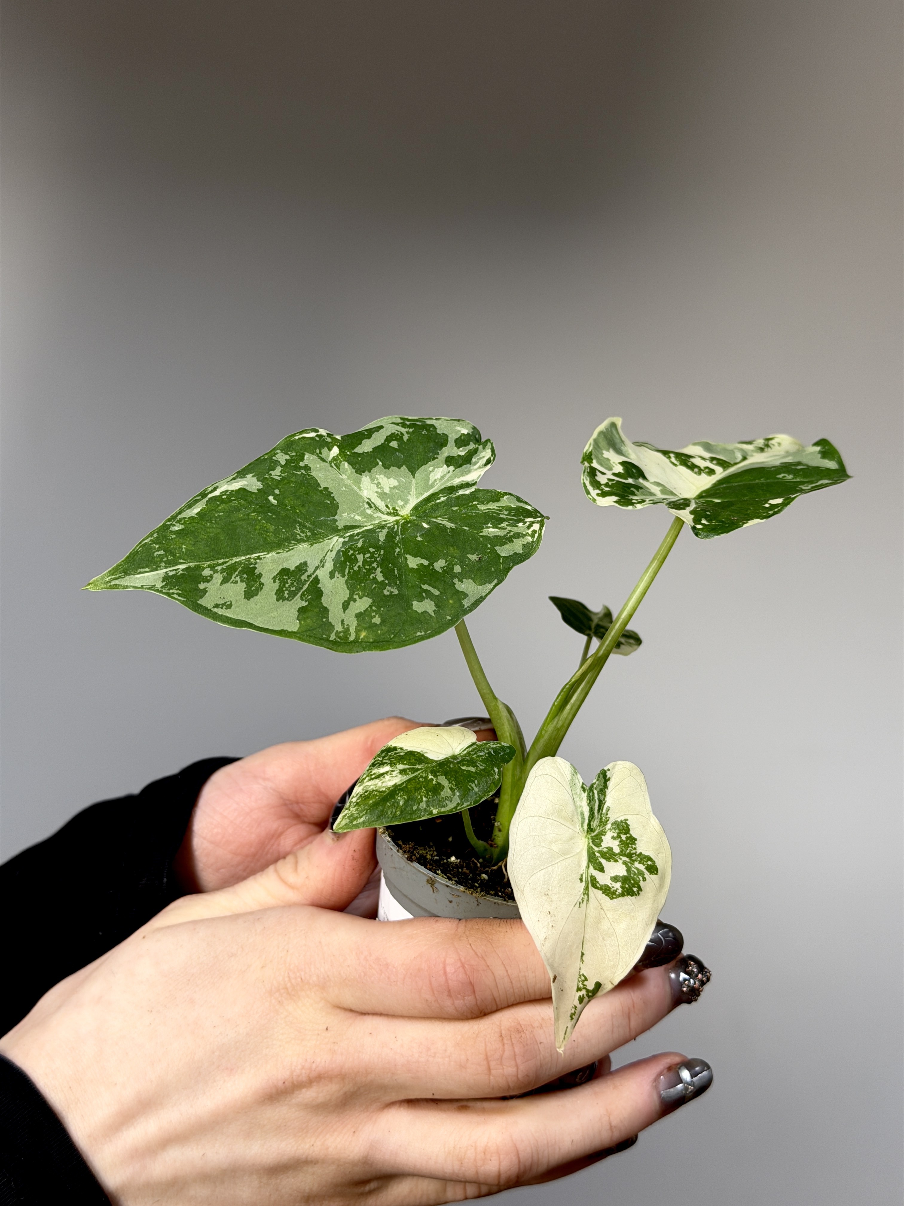 Алоказия Гагеана Альба Вариегатная (Alocasia Gageana Albo Variegata) D6см