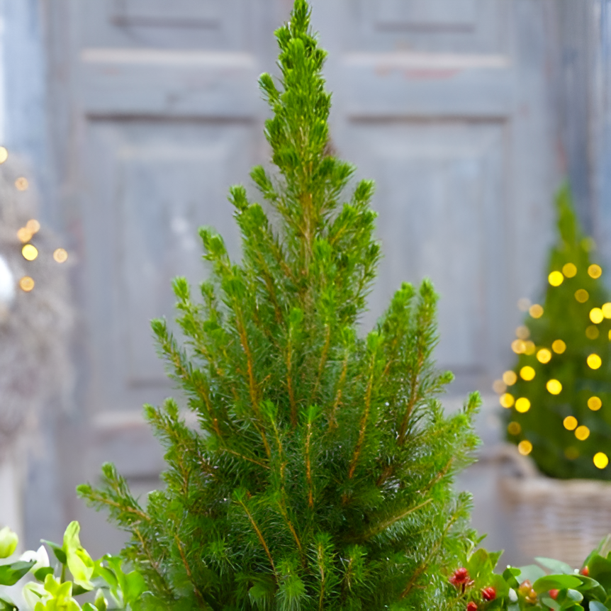 Ель Глаука Коника (Picea Glauca Conica) D9см, живая елка в горшке