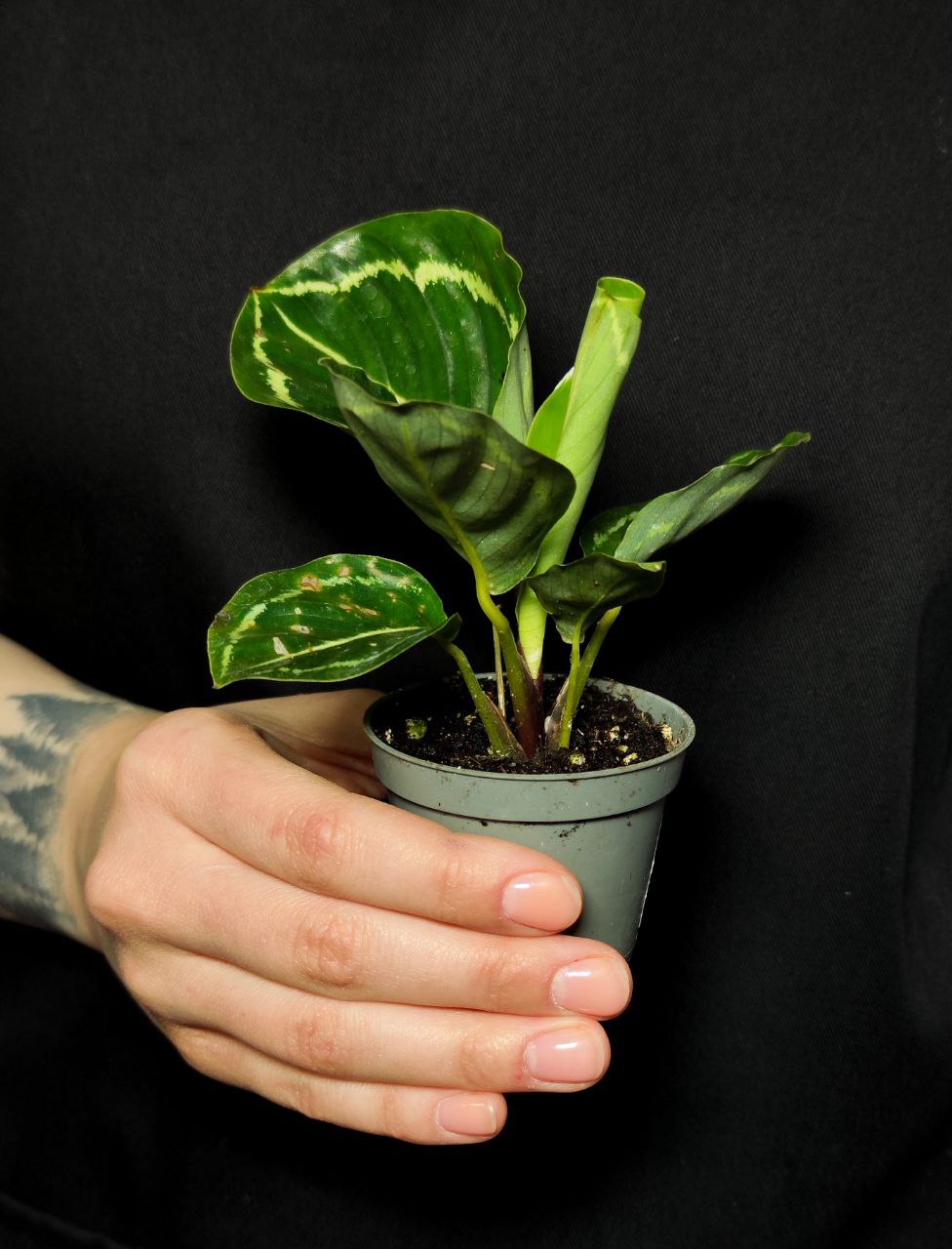 Калатея Розеопикта Грин (Calathea Roseopicta Green) D6см