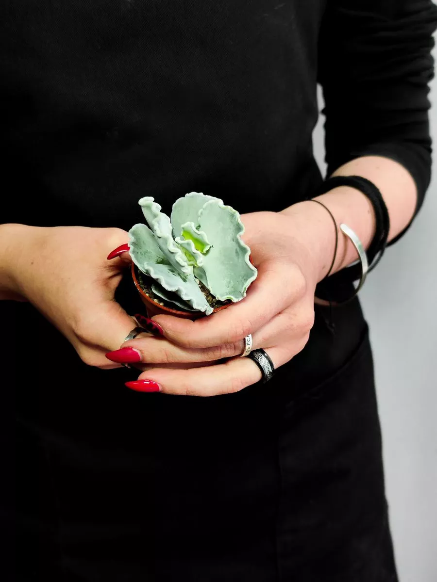 Котиледон Ундулата (Cotyledon Undulata) D5см