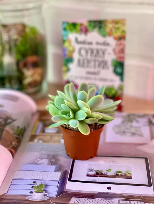 Эхеверия Изящная (Echeveria Elegans) D5см