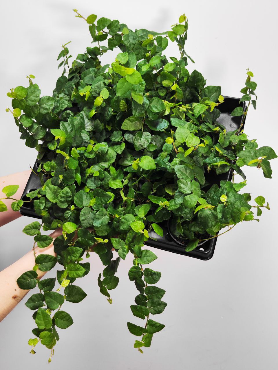 Фикус Пумила Арина (Ficus Pumila Arina) D6см