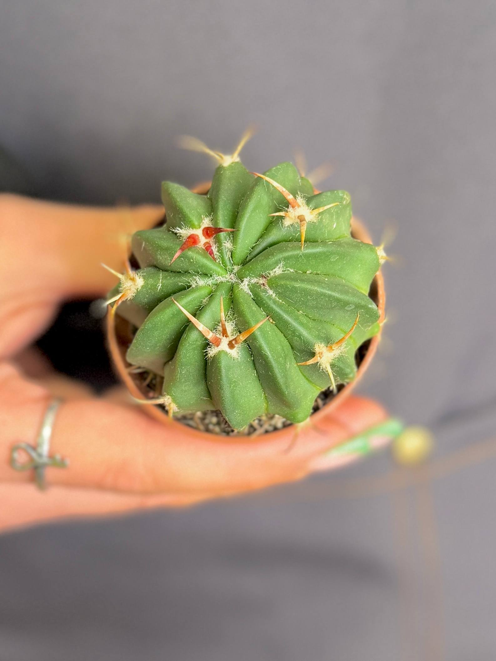 Стенокактус Коптоногонус, или Прерывистореберный (Stenocactus Comptonogonus) D5см