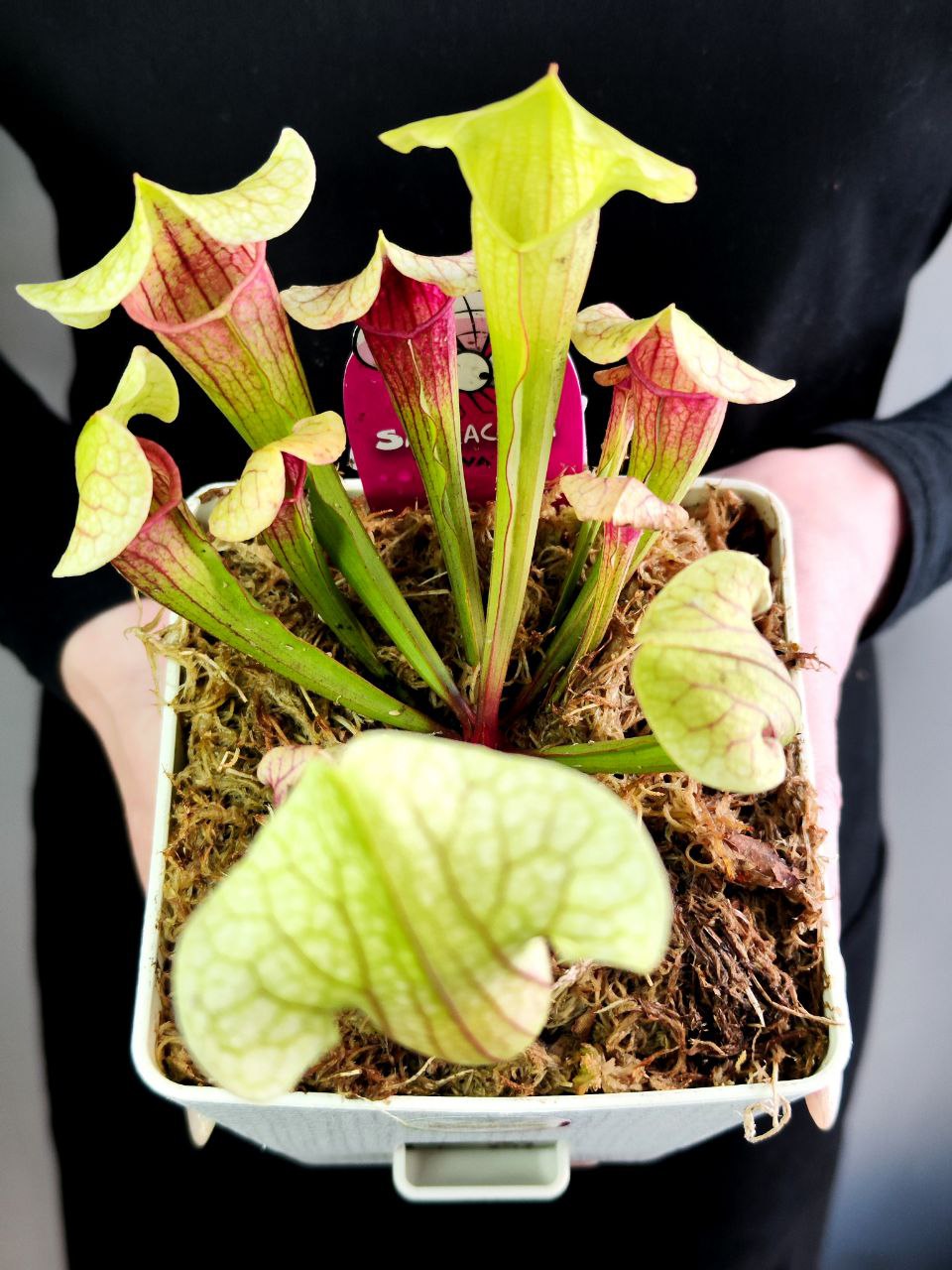 Саррацения Эва (Sarracenia Eva) пересаженная D12см