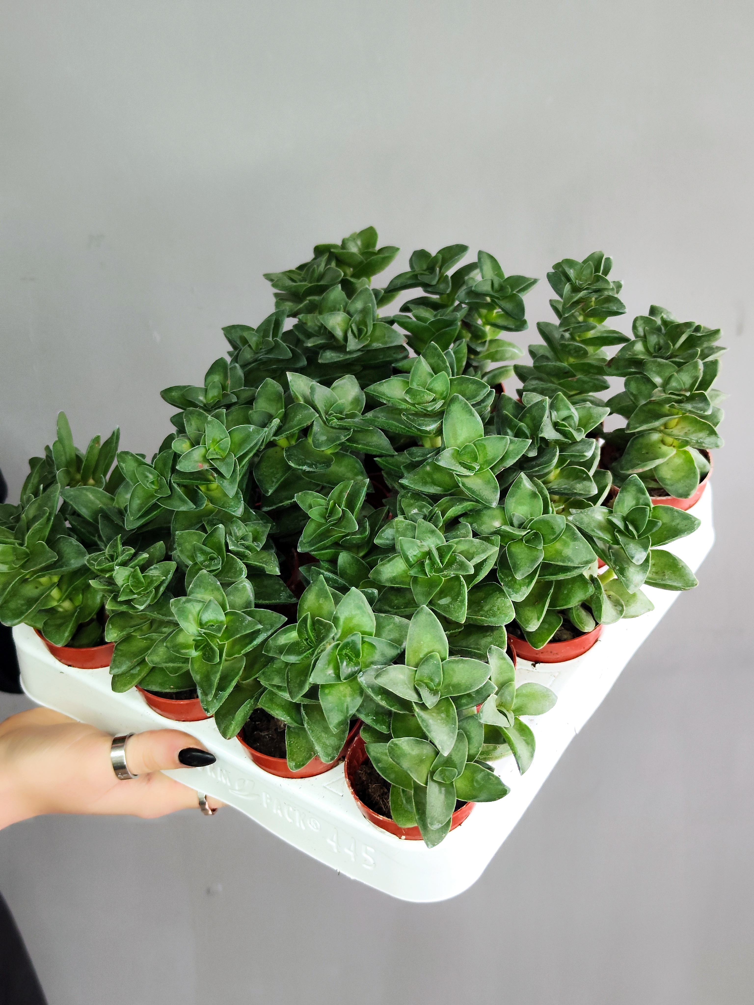 Крассула Спринг Тайм (Crassula Spring Time) D5см