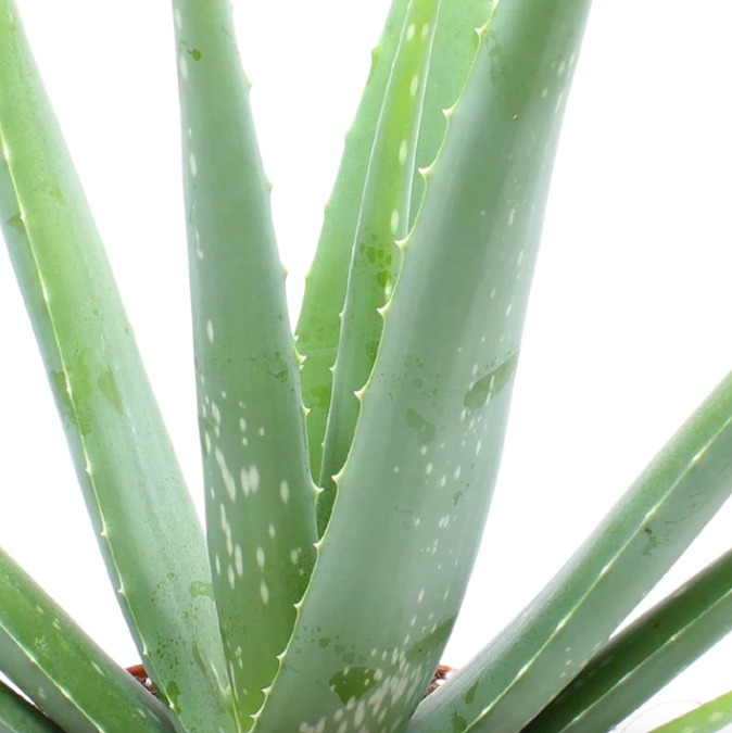 Алоэ Вера (Aloe Vera) D10см, растение