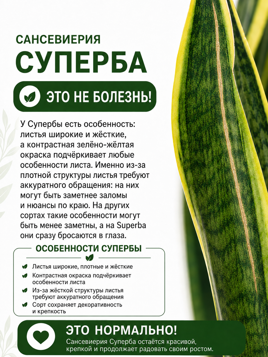 Сансевиерия Футура Суперба (Sansevieria Futura Superba) D9см
