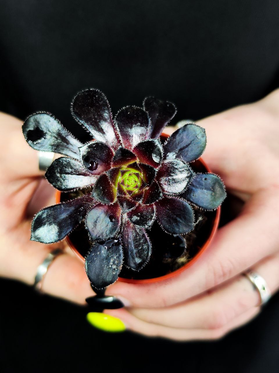 Эониум Шварцкопфа, или Черная Роза (Aeonium Schwarzkopf) D5см